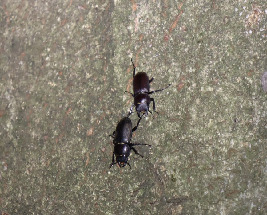 コクワガタ1♂1♀_シラカシ_2023年7月21日19時55分気温23.5度