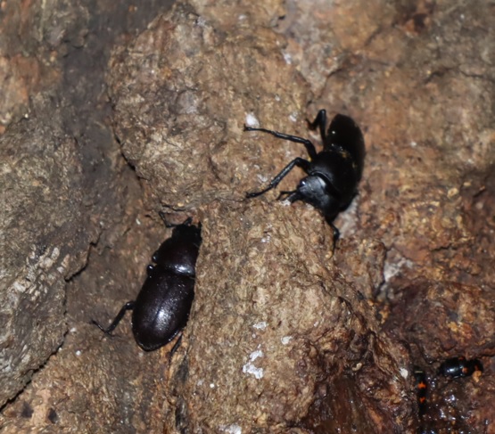 コクワガタ1♂1♀_団地前のクヌギ_2023年7月20日22時10分気温25.3度