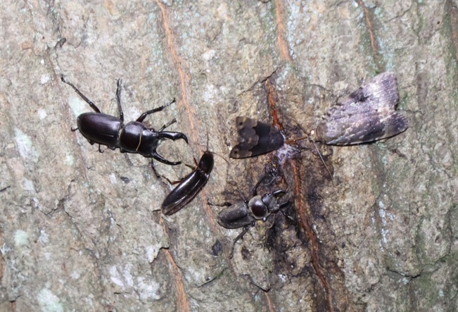 コクワガタ1♂1♀_苔むしたクヌギ_2023年7月21日19時50分気温23.5度