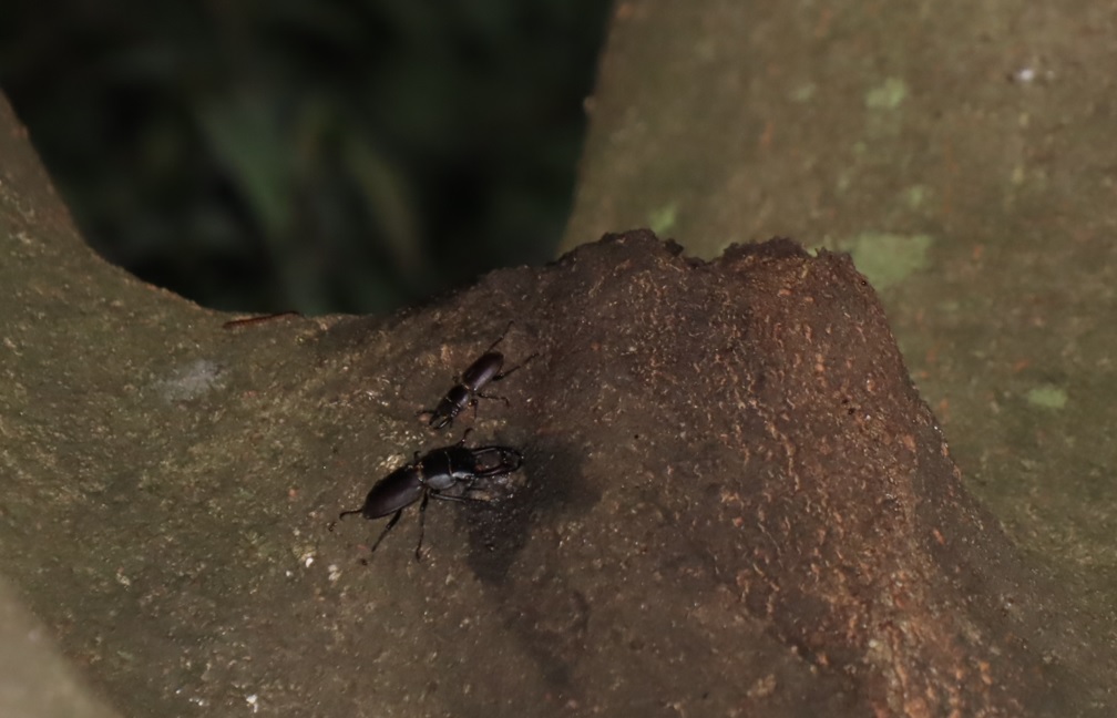 コクワガタ2♂_シラカシ_2023年6月30日19時50分気温25.8度