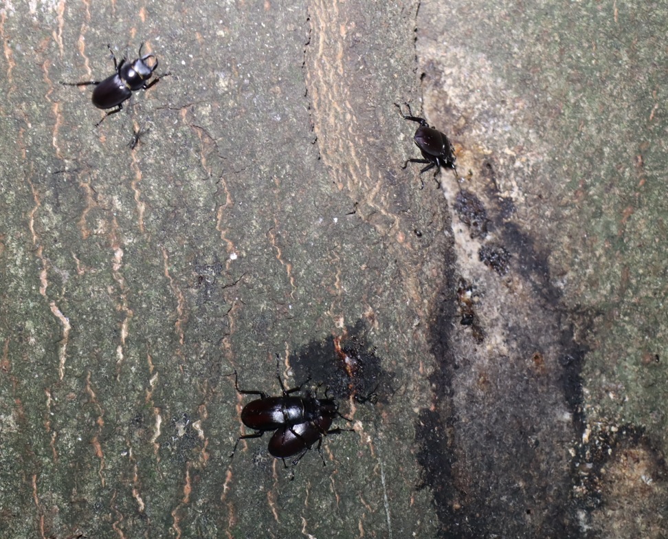 コクワガタ2♂、ノコギリクワガタのペア_シラカシ_2023年7月21日19時55分気温23.5度