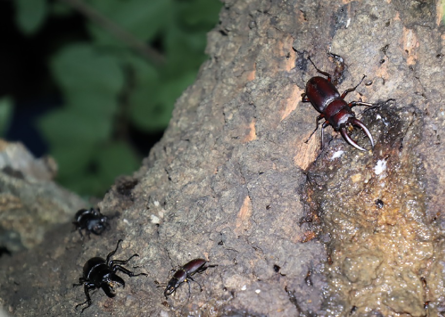 コクワガタ2♂、ノコギリクワガタ２♂_団地前のクヌギ_2023年6月19日19時45分気温22.2度