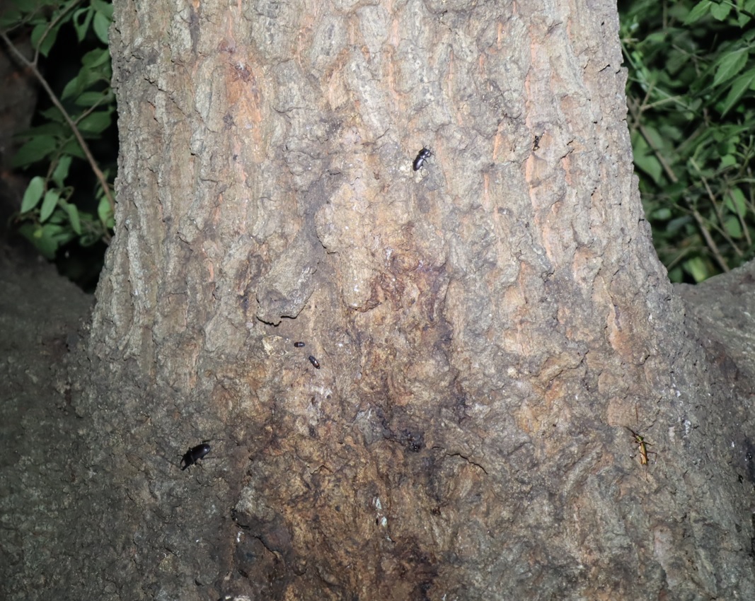 コクワガタ2♂、アカアシオオアオカミキリ_団地前のクヌギ_2023年7月21日19時35分気温23.5度