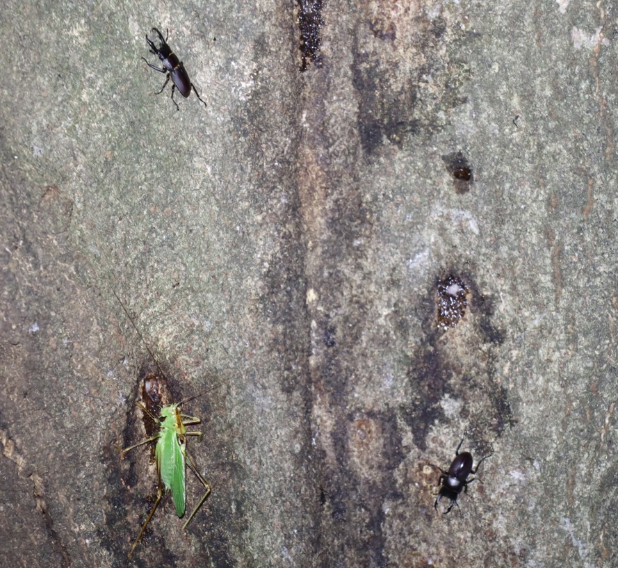 コクワガタ2♂、ヤブキリ_シラカシ_2023年7月21日19時55分気温23.5度