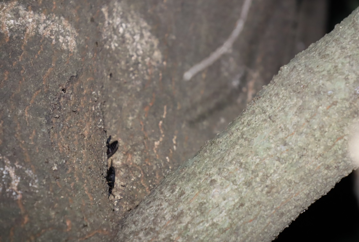 コクワガタ2♂？_シラカシ_2023年8月10日19時45分気温29度