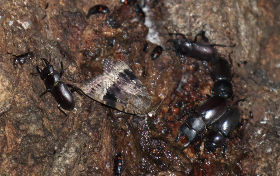 コクワガタ2ペア、1♂_洞の中と周囲-団地前のクヌギ_2023年6月20日20時25分気温21.2度