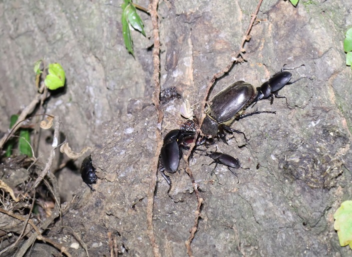 コクワガタ3♂1♀、カブトムシ1♀_No.4のクヌギｰクヌギ林_2023年8月3日19時35分気温29度