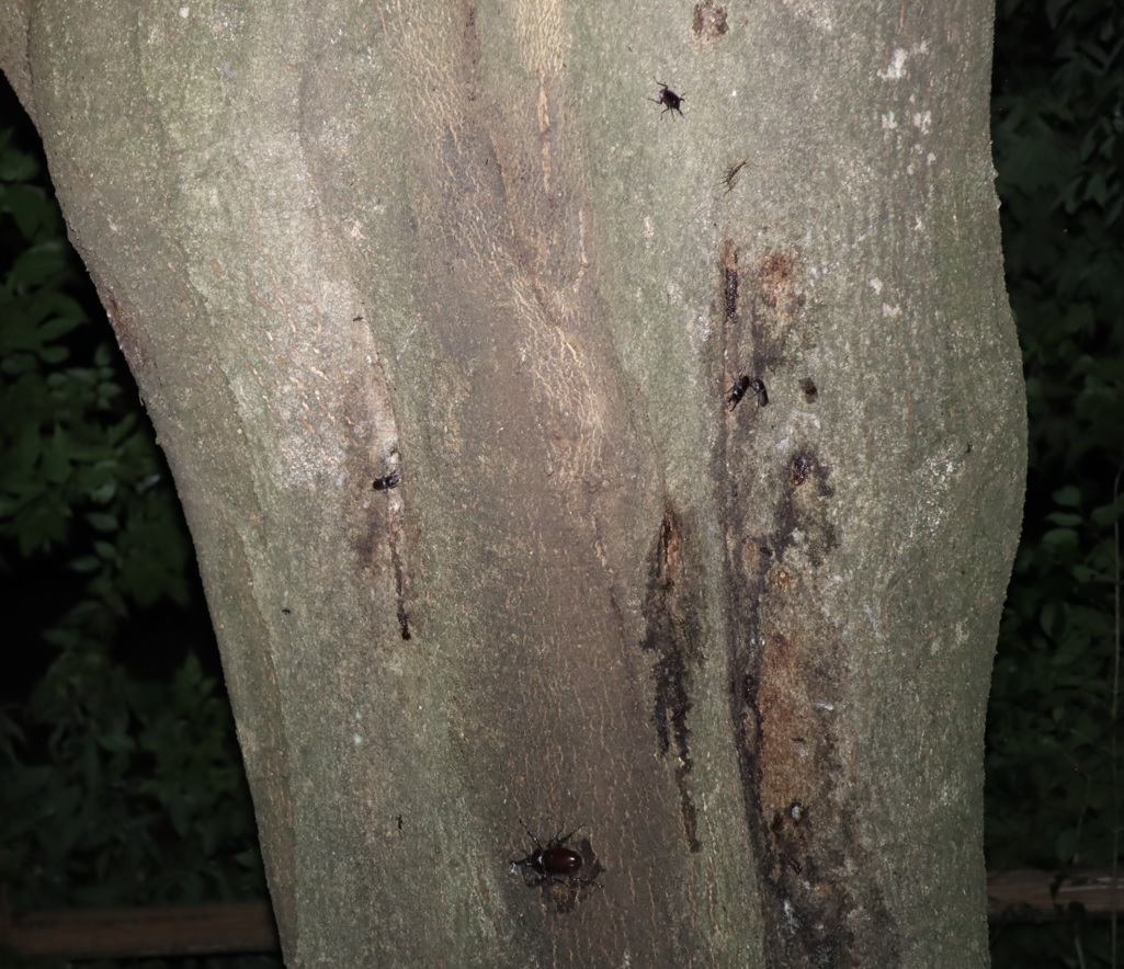 コクワガタ3♂1♀、カブトムシ1♂_シラカシ_2023年7月21日19時55分気温23.5度