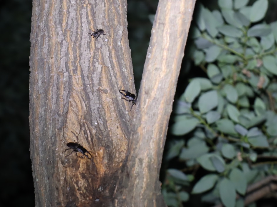 コクワガタ3♂_その他の洞があるヤナギ_ヤナギ林_2023年7月11日19時45分気温29.5度