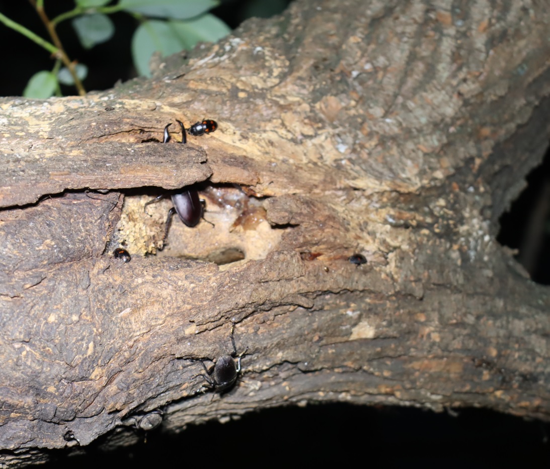 コクワガタ3♂_枝先のヤナギ－ヤナギ林_2023年6月29日19時35分気温29.4度