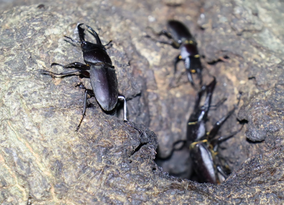 コクワガタ3♂_洞の中と周囲-団地前のクヌギ_2023年6月20日19時40分気温21.4度