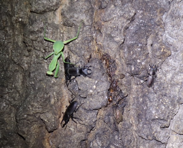 コクワガタ4♂、ハラビロカマキリ終令幼虫_クヌギの大木ｰクヌギ林_2023年8月3日19時35分気温29度