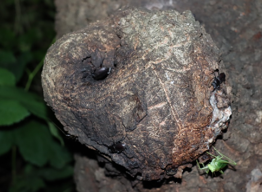 コクワガタ4♂、ヤブキリ_洞の中と周囲-団地前のクヌギ_2023年6月20日20時25分気温21.2度