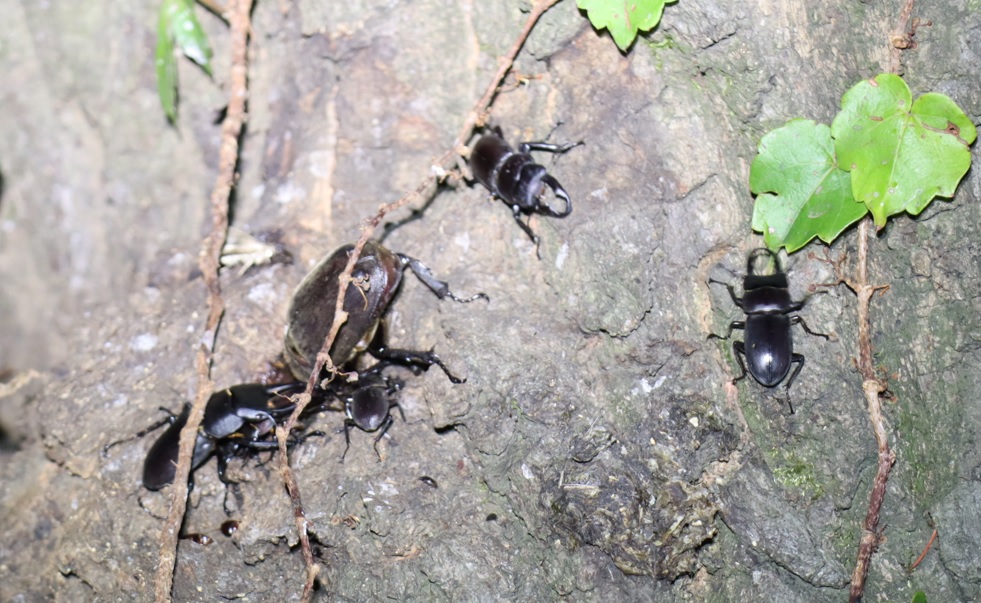 コクワガタ5♂、カブトムシ1♀_No.4のクヌギｰクヌギ林_2023年8月3日19時35分気温29度