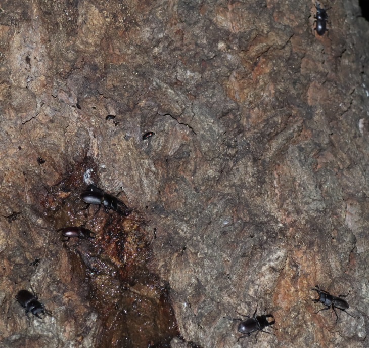 コクワガタ6♂_団地前のクヌギ_2023年6月19日19時45分気温22.2度