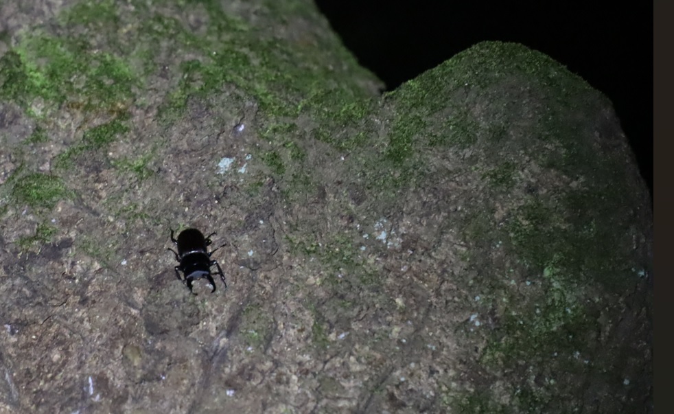 コクワガタ_ライトウォッチング-クツワムシの棲む森_2023年8月25日20時50分気温27.3度