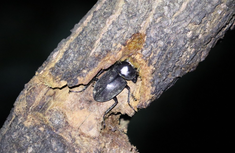 コクワガタ_枝先のヤナギ-ヤナギ林_2023年6月20日20時10分気温21.2度