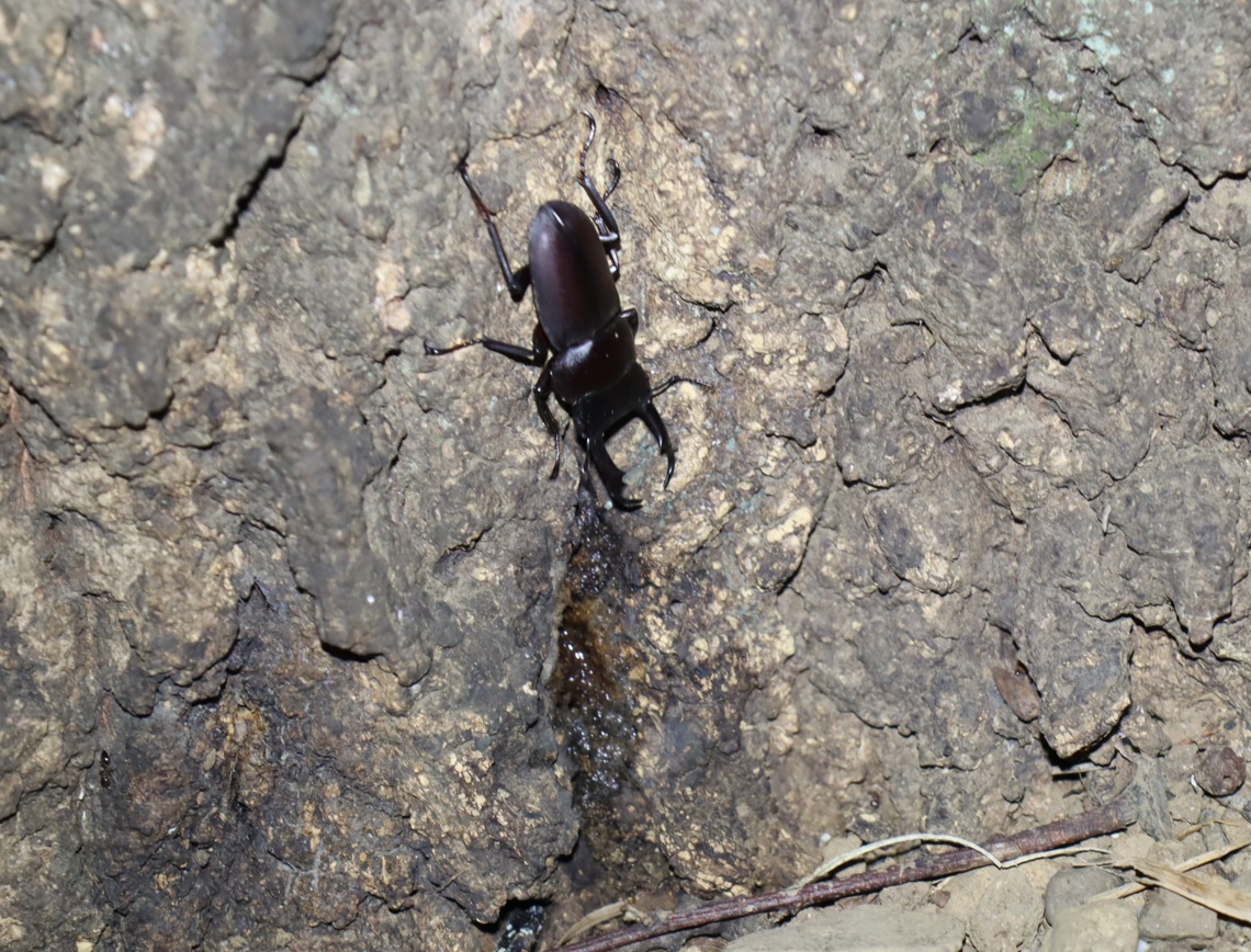 コクワガタ♂-暗い雑木林_2023年8月28日19時55分気温28.6度