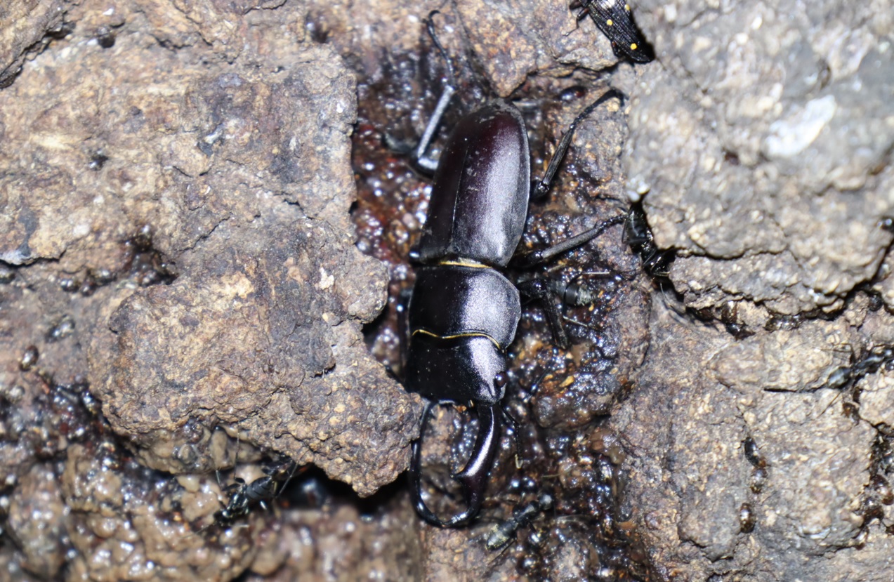 コクワガタ♂_団地前のクヌギ_2023年8月10日19時15分気温29度