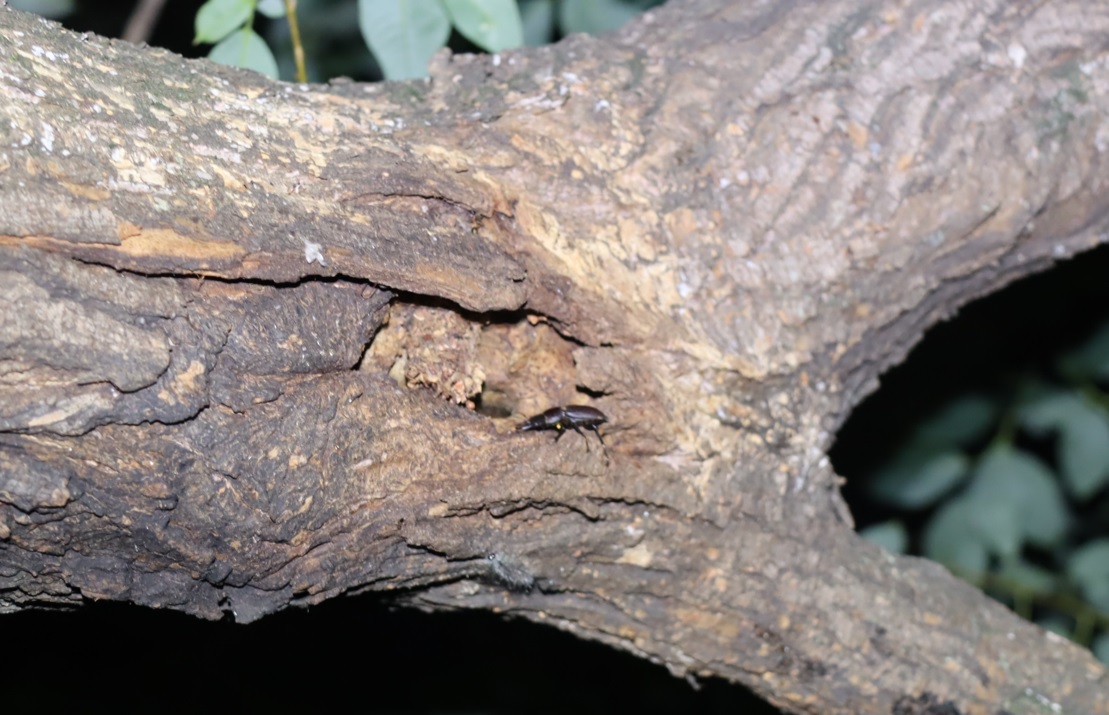 コクワガタ♂_枝先のヤナギ_ヤナギ林_2023年7月11日19時40分気温29度