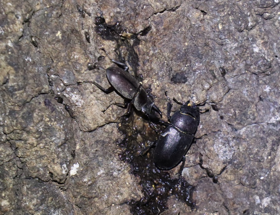 コクワガタ♂、ノコギリクワガタ♀_No3のクヌギ-クヌギ林_2023年8月16日20時気温26.9度