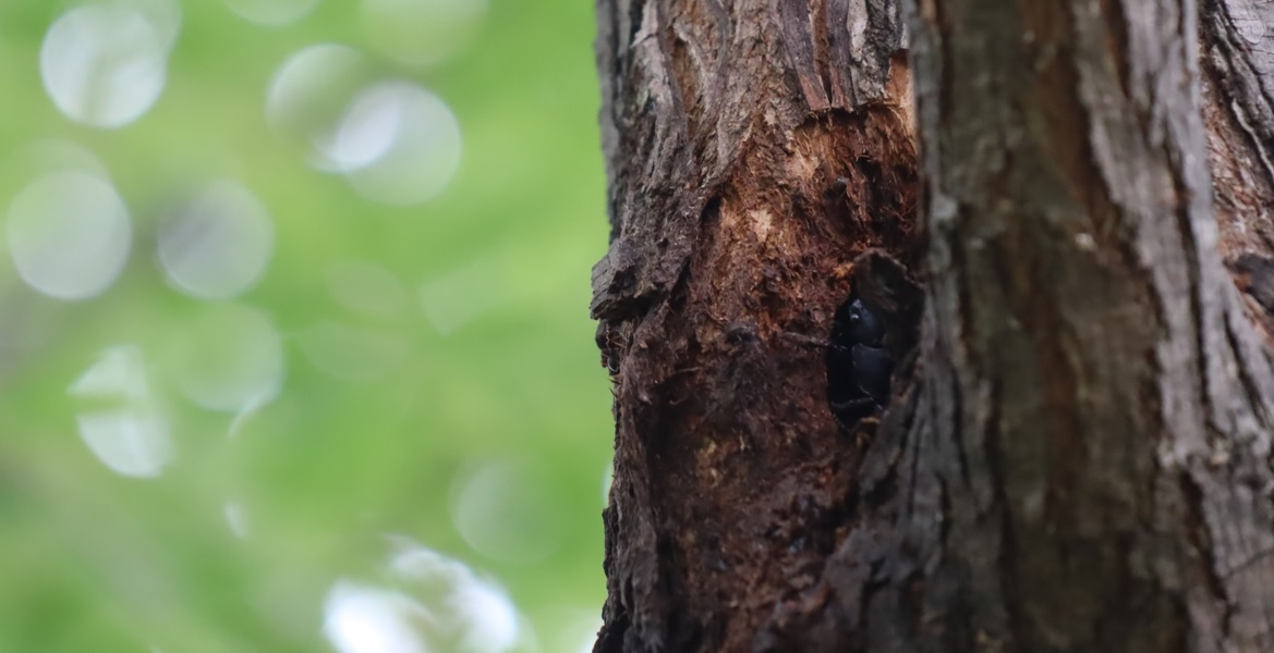 コクワガタ♂？_その他の洞があるヤナギ－ヤナギ林－昆虫バカセフィールド_2023年6月24日11時35分気温27度