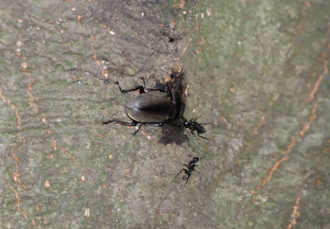 コクワガタの♀_アラカシ_2023年8月28日20時25分気温28.5度