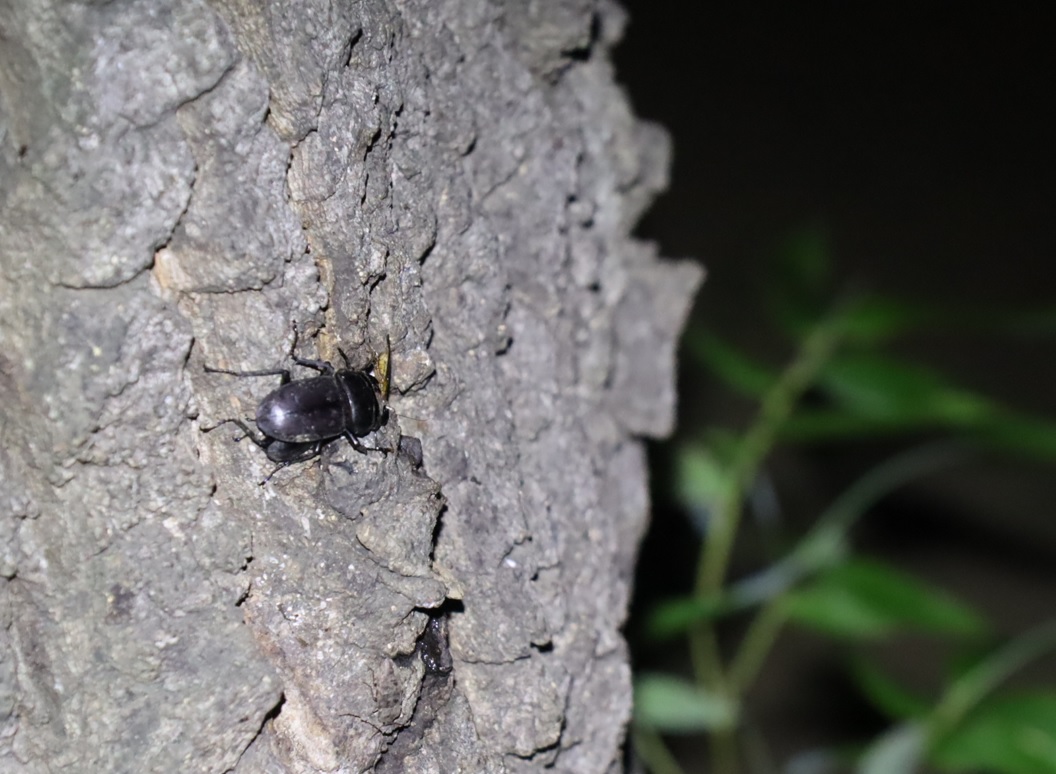 コクワガタのペア_クヌギの大木_2023年7月11日20時5分気温30.5度