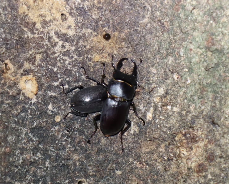 コクワガタのペア_シラカシ_2023年8月10日19時45分気温29度