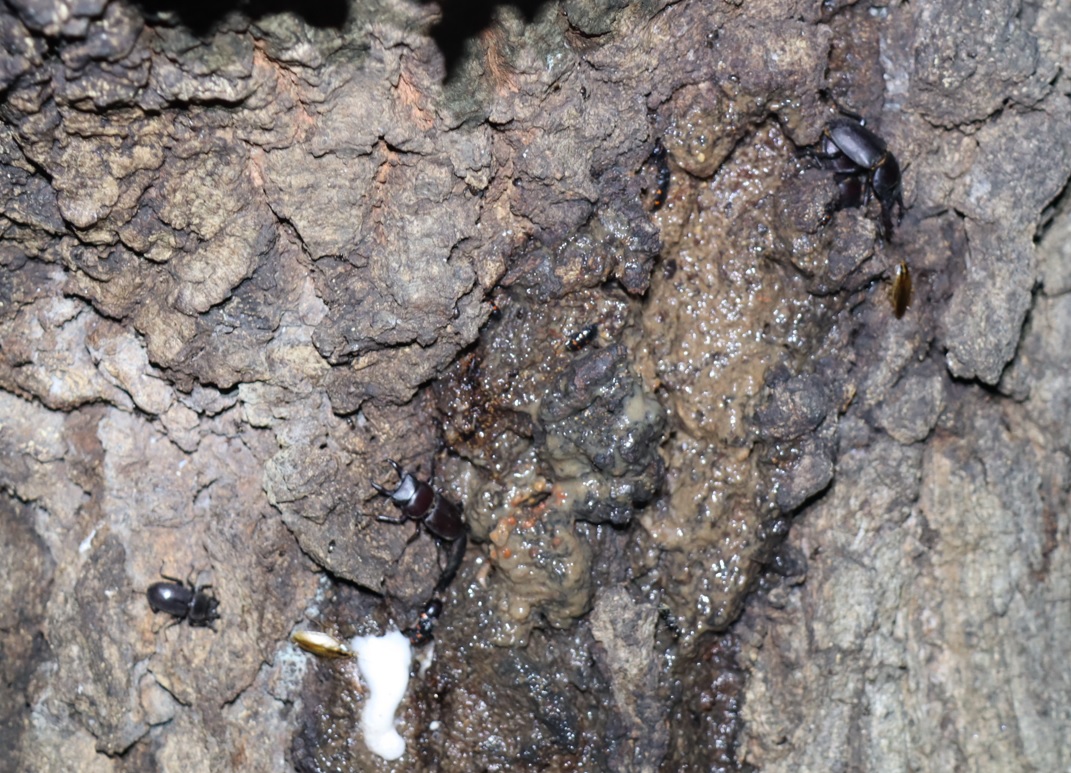 コクワガタのペア、1♂1♀_団地前のクヌギ_2023年6月30日19時35分気温26度