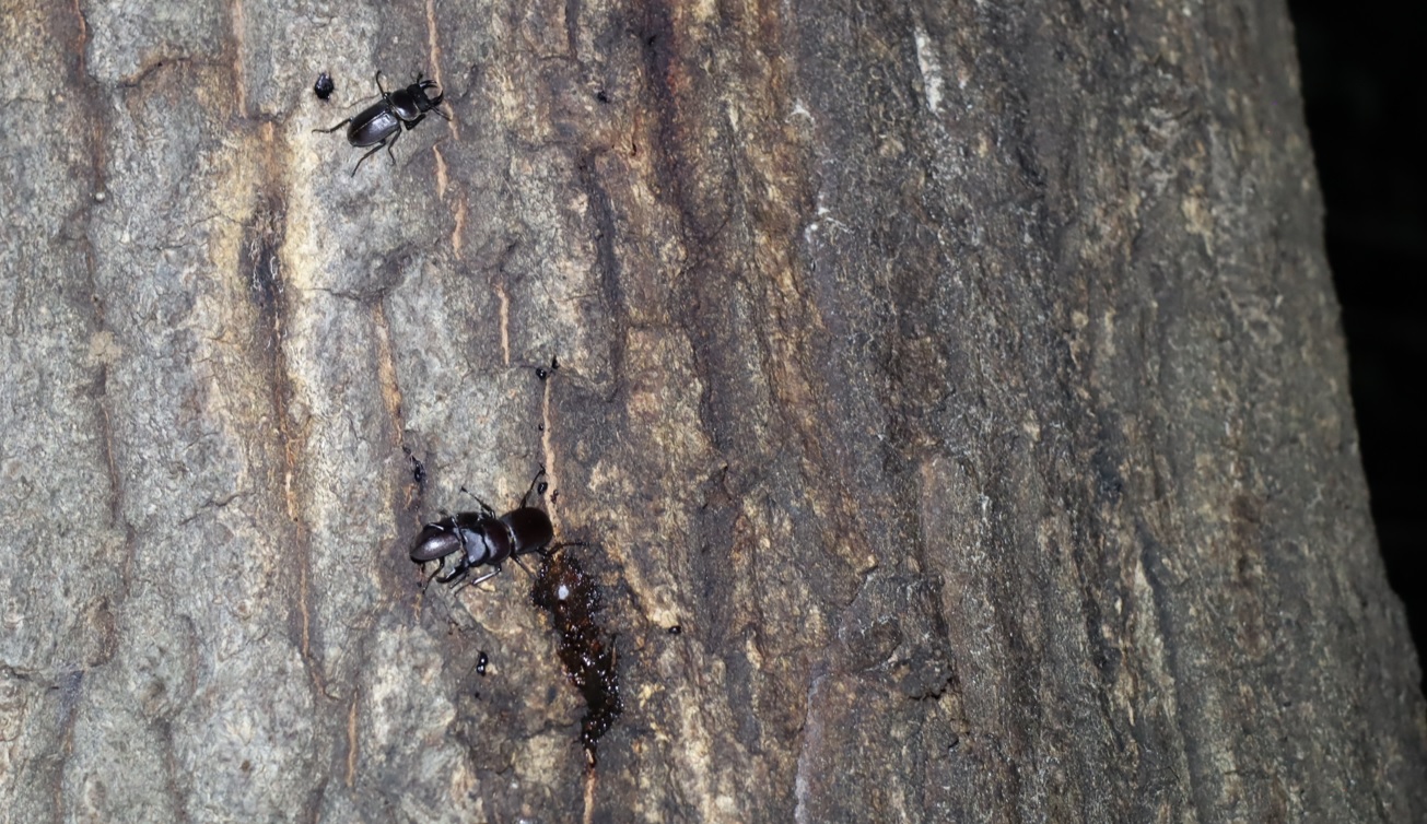 コクワガタのペア、1♂_街中のコナラ_2023年8月28日20時55分気温27.6度