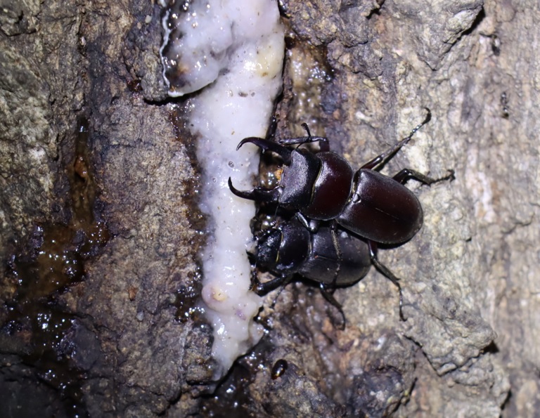 コクワガタのペア（横に並んで樹液を舐める）_団地前のクヌギ_2023年6月19日19時45分気温22.2度