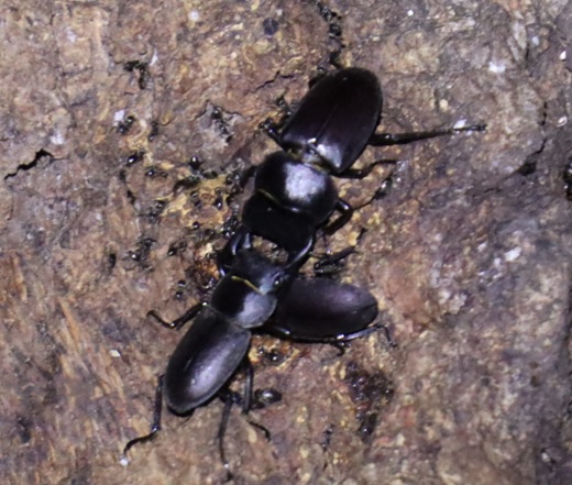 コクワガタ２♂の♀をめぐる争い_団地前のクヌギ_2023年8月16日19時20分気温27度