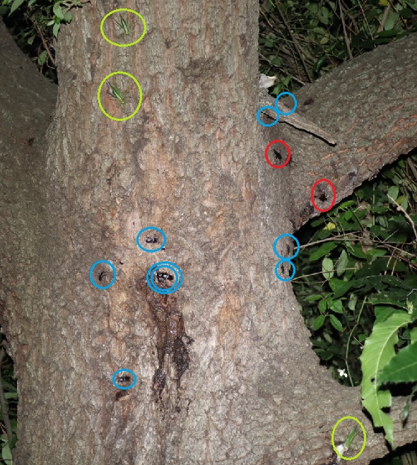 コクワガタ８♂１♀、ノコギリクワガタ２♂、ヤブキリ３匹_団地前のクヌギ_2023年6月19日19時45分気温22.2度