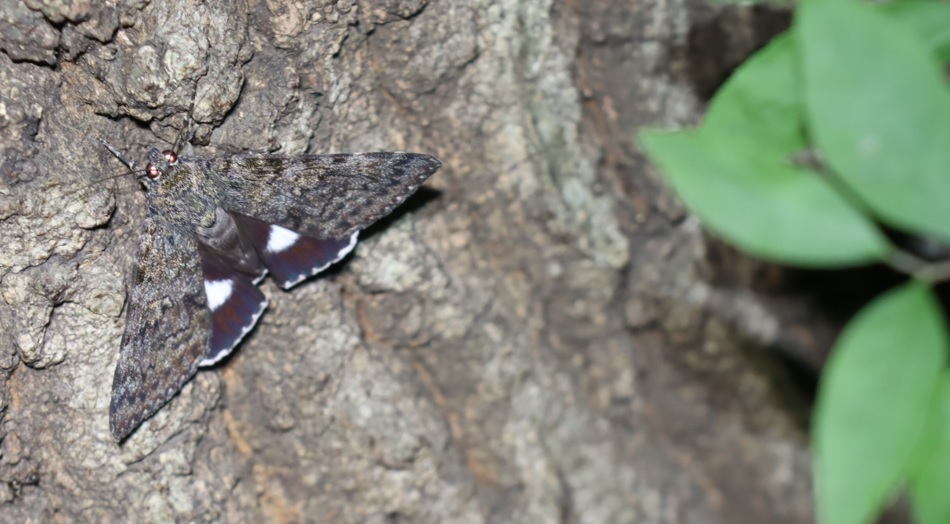 コシロシタバ_その他のクヌギ_2023年6月29日19時50分気温29.2度