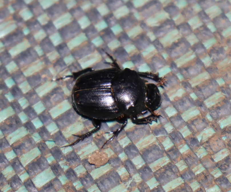 コブマルエンマコガネ_ライトウォッチング（光線の角度低）_里山ＭＨ_シラカシ_2023年7月7日20時10分気温27度