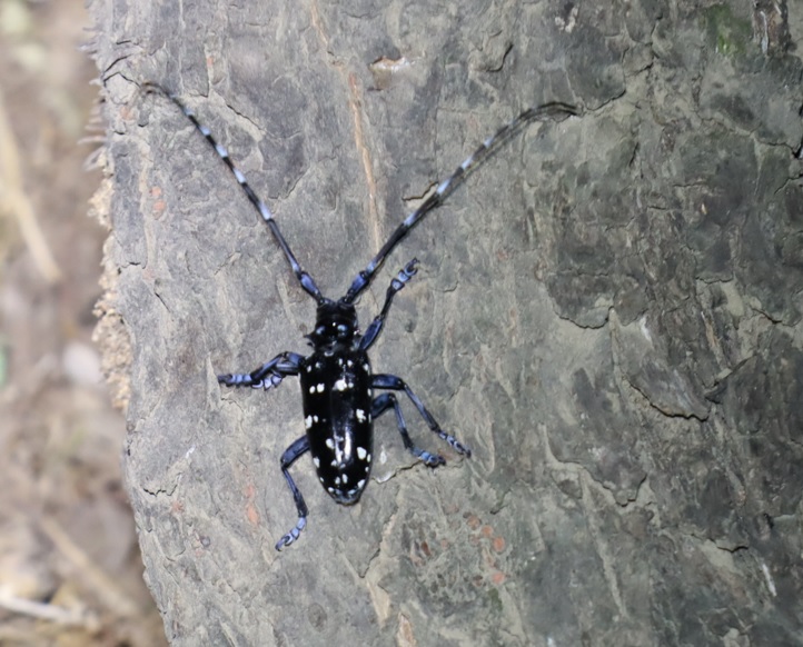 ゴマダラカミキリ_くねくねしたヤナギ－ヤナギ林_2023年8月3日19時50分気温29度
