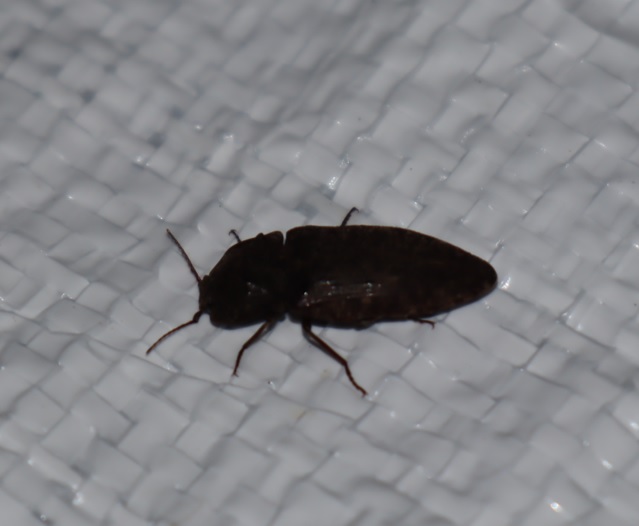 サビキコリ_ライトウォッチング-クツワムシの棲む森_2023年8月25日20時気温27.5度