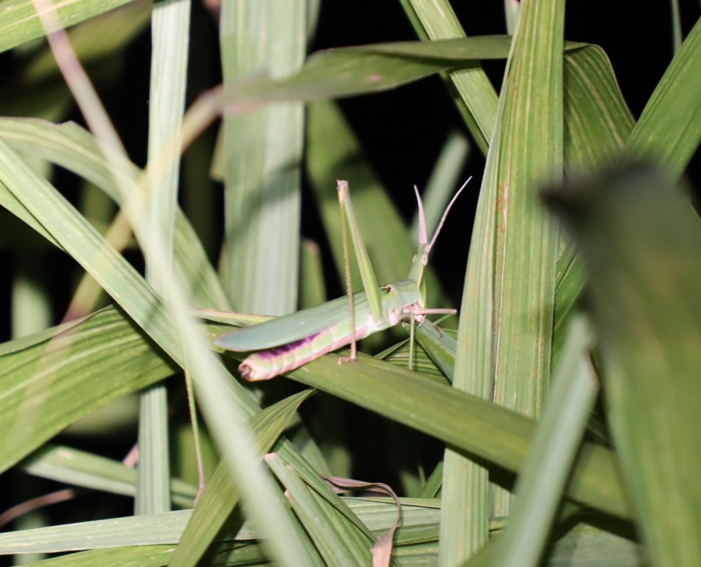 ショウリョウバッタ♀（緑色）_ススキｰ草原_2023年8月3日19時55分気温29度
