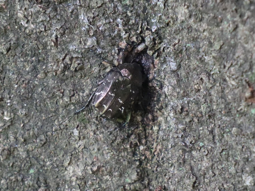 シラホシハナムグリ_シラカシ－昆虫バカセフィールド_2023年6月24日11時30分気温26.8度