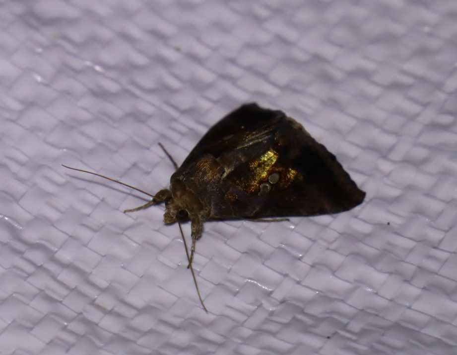 シーモンキンウワバ_ライトウォッチング-クツワムシの棲む森_2023年8月25日19時40分気温27.8度