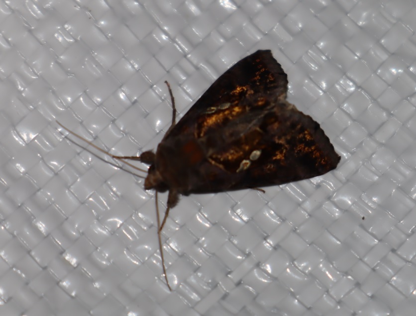 シーモンキンウワバ（アングル2）_ライトウォッチング-クツワムシの棲む森_2023年8月25日19時40分気温27.8度