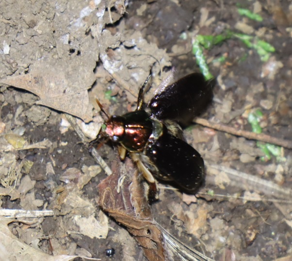 スジコガネ_ライトウォッチング_標高855m-Ｏ峠_2023年7月20日19時50分気温20度