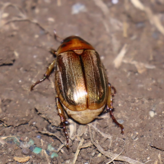 スジコガネ？_ライトウォッチング（光線の角度低）_里山ＭＨ_シラカシ_2023年7月7日20時5分気温27度