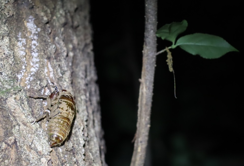 セミの幼虫_コナラの幹を上る_標高８５５ｍ-Ｏ峠_2023年7月20日19時20分気温21度