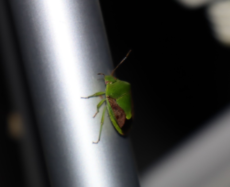 チャバネアオカメムシ_ライトウォッチング-クツワムシの棲む森_2023年8月25日20時気温27.5度