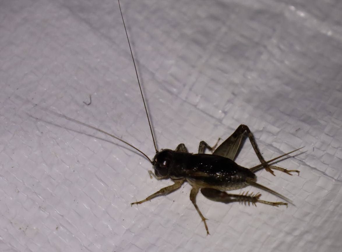 ツヅレサセコオロギ_ライトウォッチング-クツワムシの棲む森_2023年8月25日20時35分気温27.4度