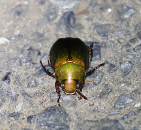 ドウガネブイブイ_ライトウォッチング-2023年7月14日20時10分気温27度