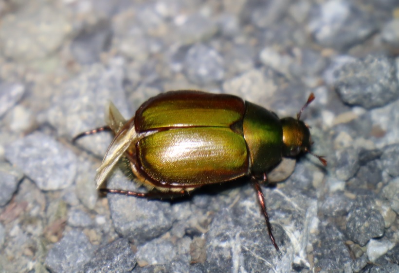 ドウガネブイブイ_ライトウォッチング-クツワムシの棲む森_2023年8月25日19時45分気温27.8度