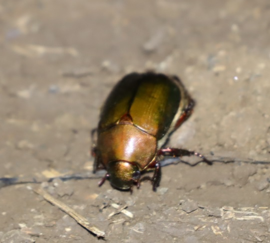 ドウガネブイブイ_ライトウォッチング（光線の角度高）_里山ＭＨ_シラカシ_2023年7月7日19時40分気温27度